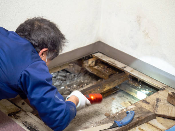 Best DIY Mold Remediation in Atkins, AR